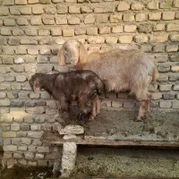 بزو بزغاله|حیوانات مزرعه|تربت‌حیدریه, منظر|دیوار