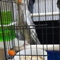 عروس هلندی نر و ماده|پرنده|خرمشهر, |دیوار