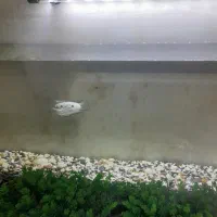 چانا آسیا با آکواریومش