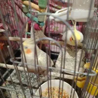 عروس، هلندی