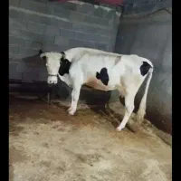 گوساله و گاو