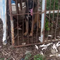 سگ نگهبان