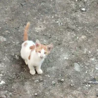 واگذاری بچه گربه