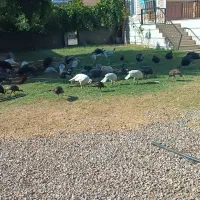 تعداد ۳۵ عدد بوقلمون نر و ماده از بهترین نژاد|حیوانات مزرعه|پاتاوه, |دیوار