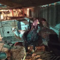 خروس لاری|حیوانات مزرعه|اصفهان, خرم|دیوار