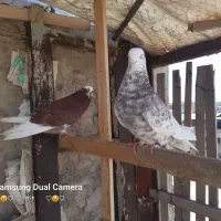 یک جفت کبوتر شازده