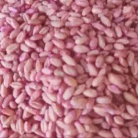 گندم بذری پیشگام