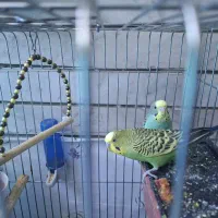 یه جفت مرغ عشق