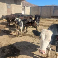 باسلام چندراس گاو محلی دارم یکی ۹ماه آبستن