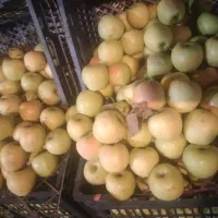 سیب درجه 2 رنگ دار و صاف|خدمات باغبانی و درختکاری|اشنویه, |دیوار