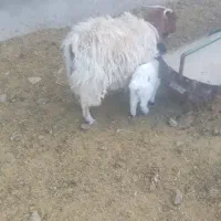 بز و کره محی کوهبنان