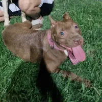 سگ پیت بول حرفه ای|سگ|بم, |دیوار