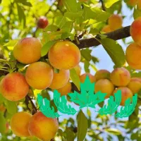 خرید نهال زردآلو جهانگیری