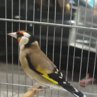 سهره جفتی و جوجه|پرنده|قرچک, باقرآباد|دیوار