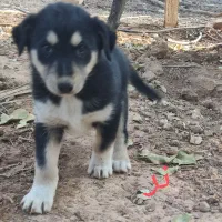 واگذاری سرپرستی توله سگ فقط 1 تومن