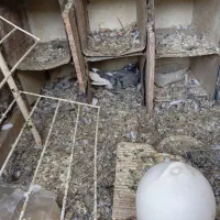 کبوترروزگاری پر