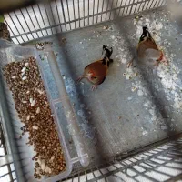 ماده سهره|پرنده|شیراز, کوشک میدان|دیوار