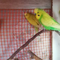 مرغ عشق معاوضه با قناری