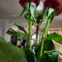 مدارک گم شده بنام راشد بورکی