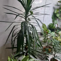 فروش گل خانگی
