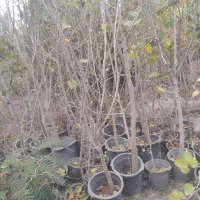 نذر نهال توت