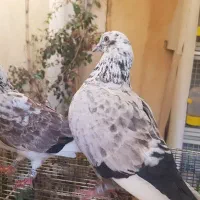 کبوتر کینگ‌شاهی غول|پرنده|قم, باجک یک|دیوار