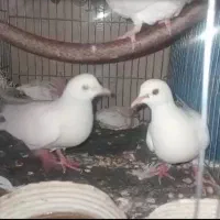 کبوتر خانگی