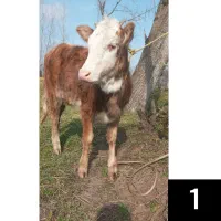 کوله گوساله‌ماده‌لیشه‌چالوسی‌نژاددار