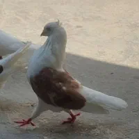 کبوتر  دوکت   دو   جفت|پرنده|بهبهان, |دیوار
