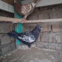 کفترسینه ای جوجه