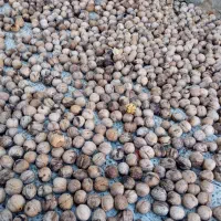 گردو|خوردنی و آشامیدنی|پاوه, |دیوار