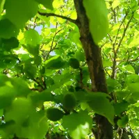 باغچه روستای خوش وآب هوازوایان|فروش خانه و ویلا|قم, امامزاده ابراهیم|دیوار
