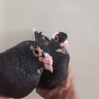 پلنگ نر و ماده