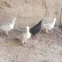 کبوتر|پرنده|برازجان, |دیوار