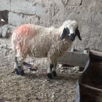 بره ماده چاق کبابی (آدرس توابع دولت آباد)|حیوانات مزرعه|هامون, |دیوار