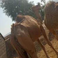 شتر زاییده