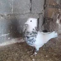 کبوتر طوقی جفتگاه|پرنده|تایباد, |دیوار