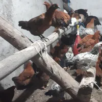 مرغ محلی تخم گذار|حیوانات مزرعه|مرادلو, |دیوار