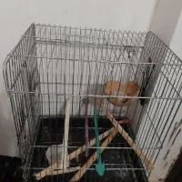 قفس|لوازم جانبی حیوانات|محمدیه-قزوین, |دیوار