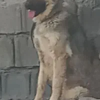 سگ شکاری|سگ|جهرم, |دیوار