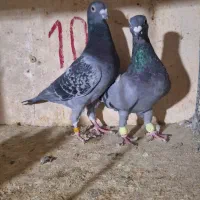 کبوتر تهرانی و شهرستانی