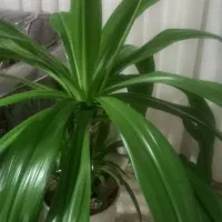 گل ذرتی بزرگ با گلدان سرامیکی|گل و گیاه طبیعی|آباده, |دیوار