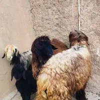 گوشت بره ،میش،بیگ ،بز