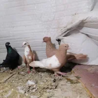کبوتر سرک|پرنده|شیراز, عادل آباد|دیوار