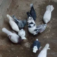 کبوتر|پرنده|رودهن, |دیوار