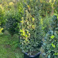 یاس هلندی جعبه۴۰|گل و گیاه طبیعی|کلاچای, |دیوار