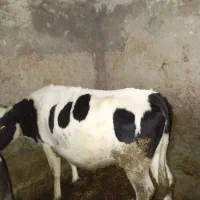 گاو آبستن|حیوانات مزرعه|تیکمه داش, |دیوار