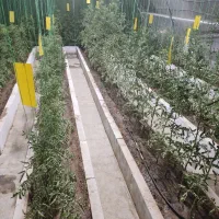 سازه گلخانه|عمدهفروشی|شیراز, شریفآباد|دیوار