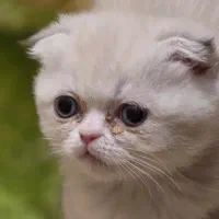 واگذاری گربه اسکاتیش وارداتی|گربه|کرمان, |دیوار