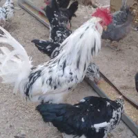 مرغ وخروس گلین و محلی